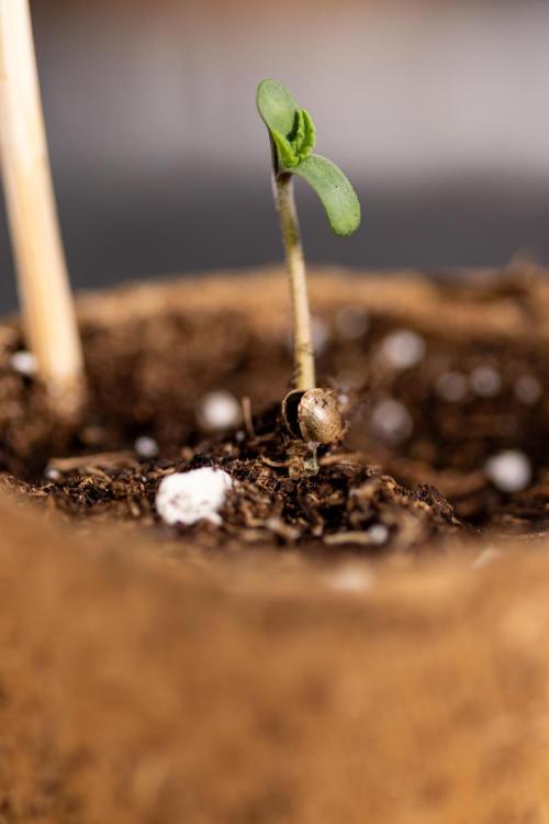Alien OG 👽 - Zamnesia x B&B. Week 0 - Alien OG x2 - Germination