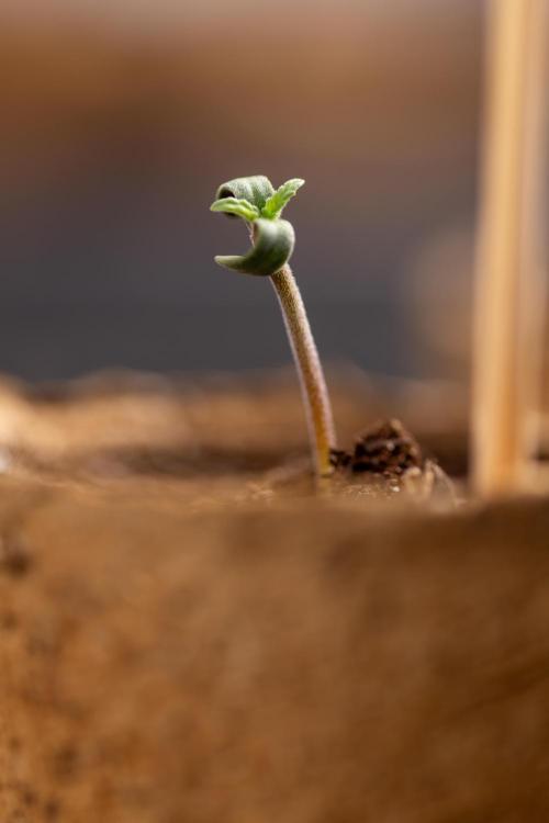 Alien OG 👽 - Zamnesia x B&B. Week 0 - Alien OG x2 - Germination