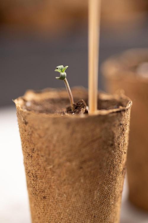 Alien OG 👽 - Zamnesia x B&B. Week 0 - Alien OG x2 - Germination