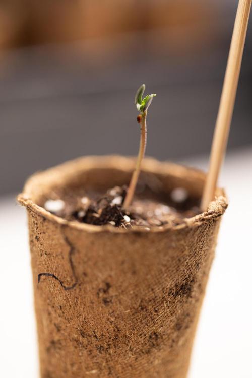 Alien OG 👽 - Zamnesia x B&B. Week 0 - Alien OG x2 - Germination