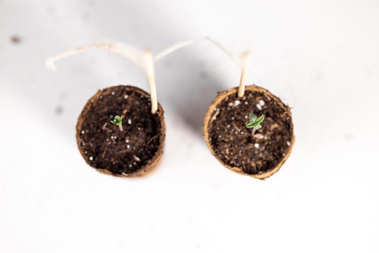 London Pound Cake 🍰 - Zamnesia x B&B. Week 0 - London Pound Cake x 2 - Germination