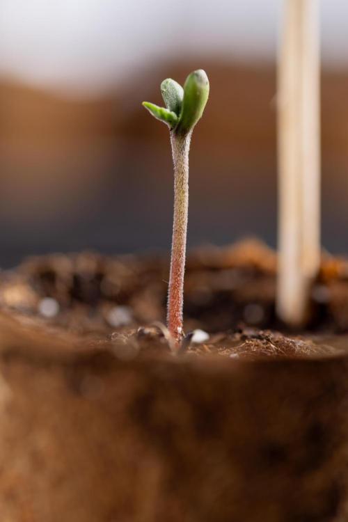 London Pound Cake 🍰 - Zamnesia x B&B. Week 0 - London Pound Cake x 2 - Germination