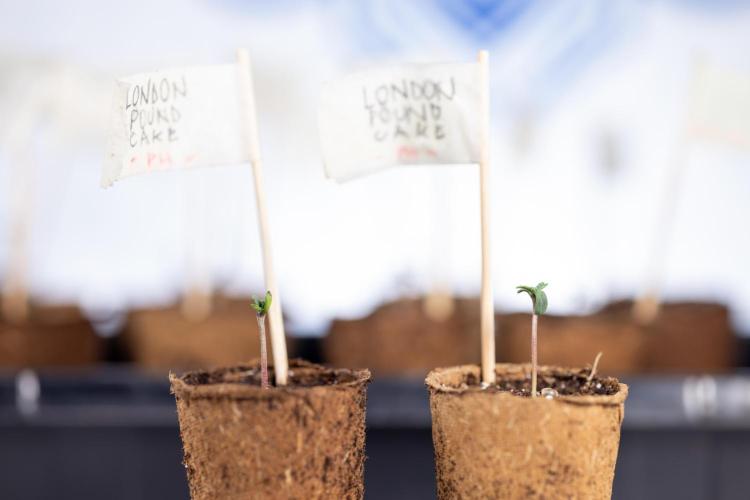 London Pound Cake 🍰 - Zamnesia x B&B. Week 0 - London Pound Cake x 2 - Germination