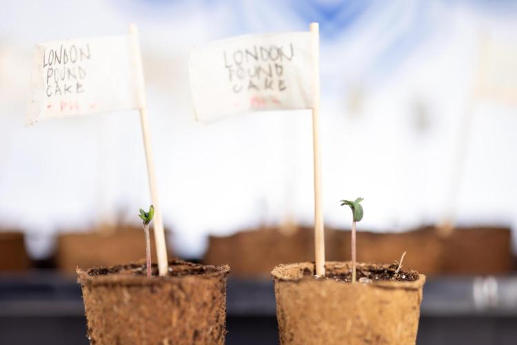 London Pound Cake 🍰 - Zamnesia x B&B. Week 0 - London Pound Cake x 2 - Germination