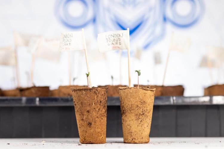London Pound Cake 🍰 - Zamnesia x B&B. Week 0 - London Pound Cake x 2 - Germination