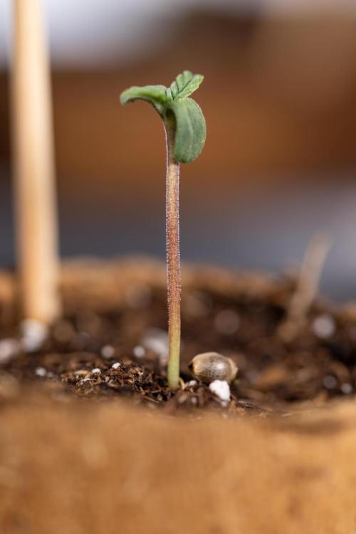 London Pound Cake 🍰 - Zamnesia x B&B. Week 0 - London Pound Cake x 2 - Germination