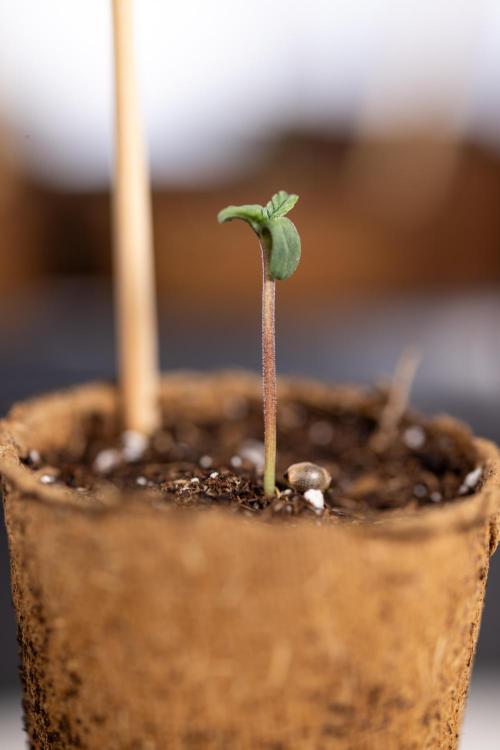 London Pound Cake 🍰 - Zamnesia x B&B. Week 0 - London Pound Cake x 2 - Germination