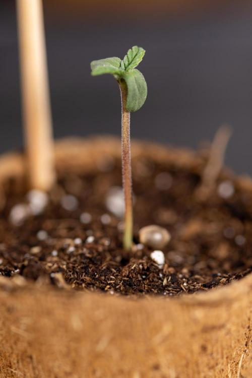 London Pound Cake 🍰 - Zamnesia x B&B. Week 0 - London Pound Cake x 2 - Germination