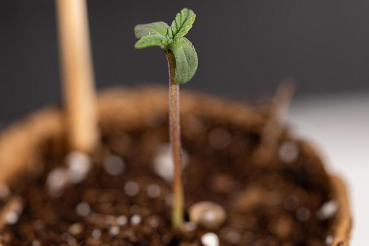 London Pound Cake 🍰 - Zamnesia x B&B. Week 0 - London Pound Cake x 2 - Germination