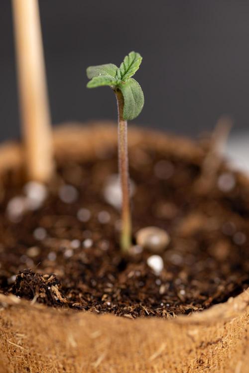 London Pound Cake 🍰 - Zamnesia x B&B. Week 0 - London Pound Cake x 2 - Germination