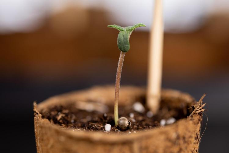 London Pound Cake 🍰 - Zamnesia x B&B. Week 0 - London Pound Cake x 2 - Germination