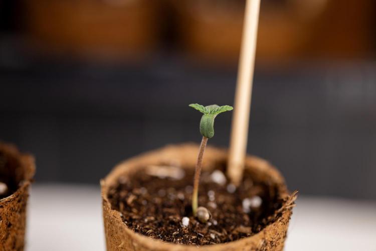 London Pound Cake 🍰 - Zamnesia x B&B. Week 0 - London Pound Cake x 2 - Germination