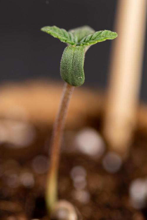 London Pound Cake 🍰 - Zamnesia x B&B. Week 0 - London Pound Cake x 2 - Germination