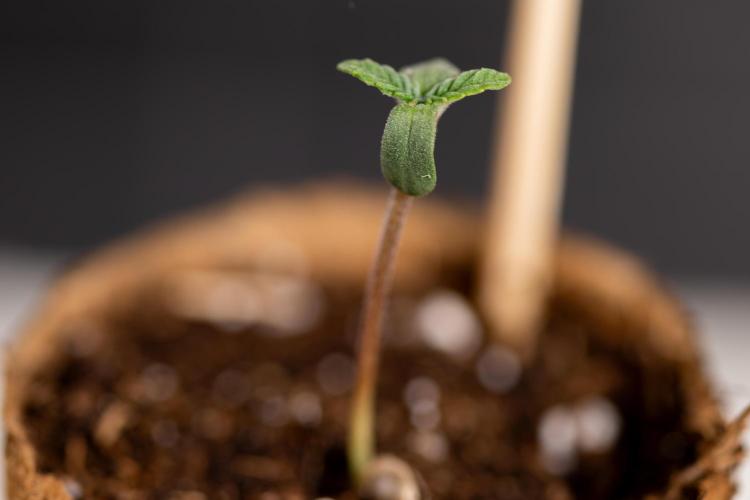 London Pound Cake 🍰 - Zamnesia x B&B. Week 0 - London Pound Cake x 2 - Germination