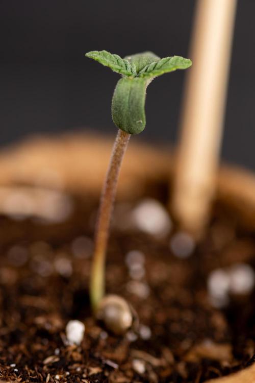London Pound Cake 🍰 - Zamnesia x B&B. Week 0 - London Pound Cake x 2 - Germination