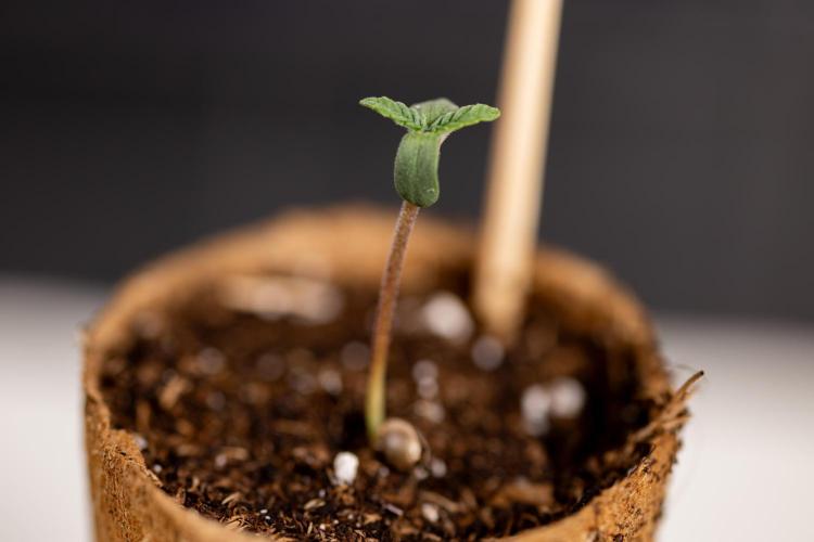 London Pound Cake 🍰 - Zamnesia x B&B. Week 0 - London Pound Cake x 2 - Germination