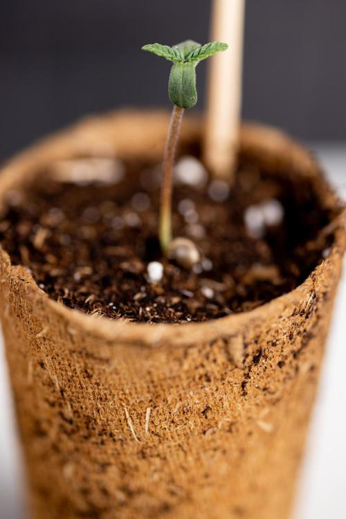 London Pound Cake 🍰 - Zamnesia x B&B. Week 0 - London Pound Cake x 2 - Germination