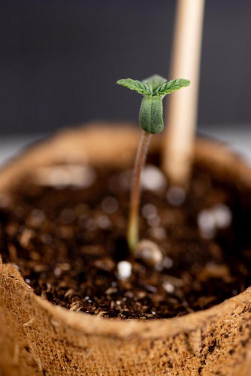 London Pound Cake 🍰 - Zamnesia x B&B. Week 0 - London Pound Cake x 2 - Germination