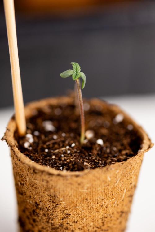 London Pound Cake 🍰 - Zamnesia x B&B. Week 0 - London Pound Cake x 2 - Germination