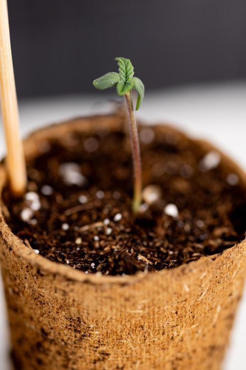 London Pound Cake 🍰 - Zamnesia x B&B. Week 0 - London Pound Cake x 2 - Germination