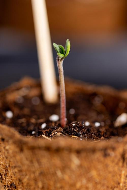 London Pound Cake 🍰 - Zamnesia x B&B. Week 0 - London Pound Cake x 2 - Germination