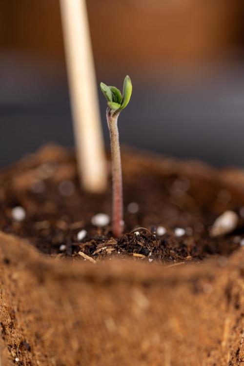 London Pound Cake 🍰 - Zamnesia x B&B. Week 0 - London Pound Cake x 2 - Germination