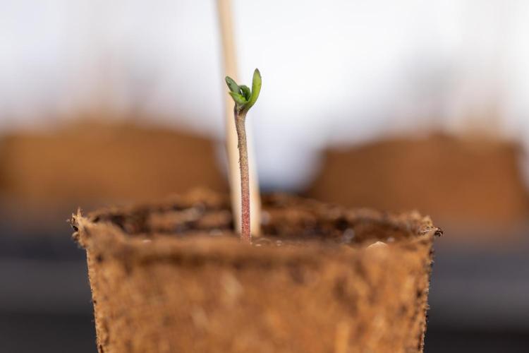 London Pound Cake 🍰 - Zamnesia x B&B. Week 0 - London Pound Cake x 2 - Germination
