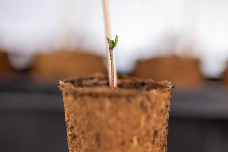 London Pound Cake 🍰 - Zamnesia x B&B. Week 0 - London Pound Cake x 2 - Germination