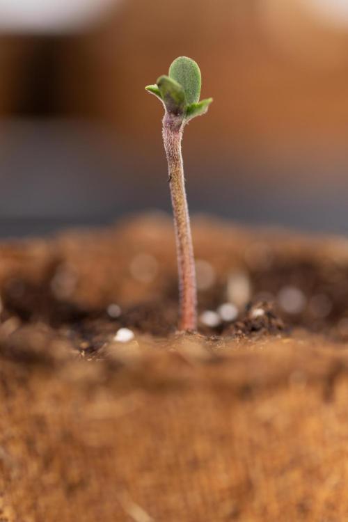 London Pound Cake 🍰 - Zamnesia x B&B. Week 0 - London Pound Cake x 2 - Germination