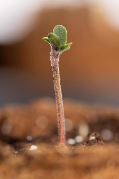 London Pound Cake 🍰 - Zamnesia x B&B. Week 0 - London Pound Cake x 2 - Germination