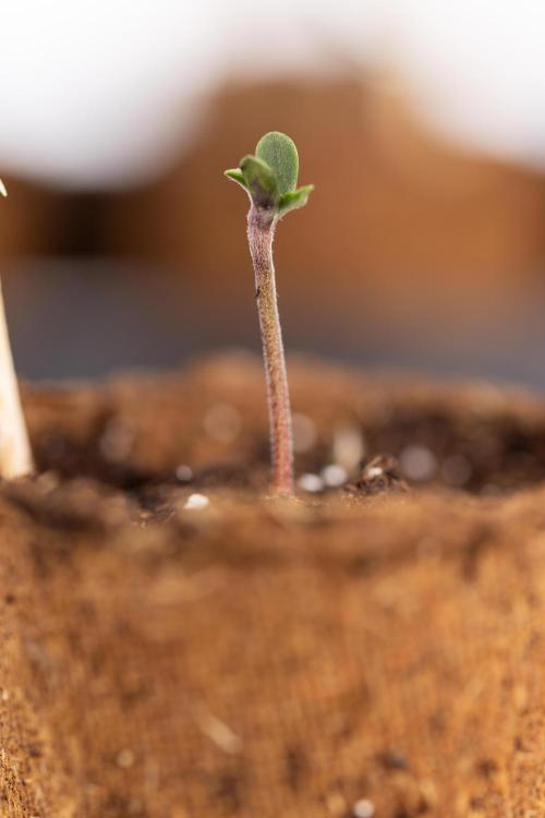 London Pound Cake 🍰 - Zamnesia x B&B. Week 0 - London Pound Cake x 2 - Germination