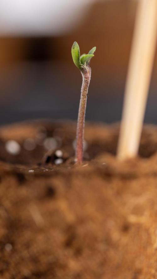 London Pound Cake 🍰 - Zamnesia x B&B. Week 0 - London Pound Cake x 2 - Germination