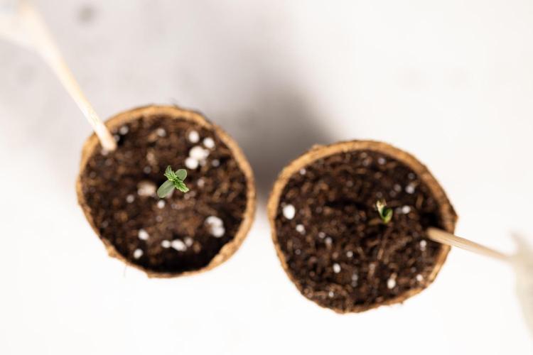 Mimosa 🌾 Auto - Zamnesia x B&B. Week 0 - Mimosa Autoflowering x2 - Germination