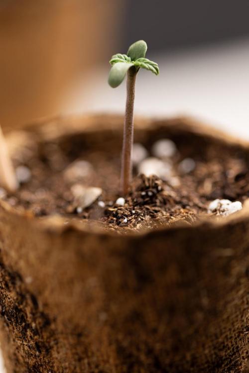 Mimosa 🌾 Auto - Zamnesia x B&B. Week 0 - Mimosa Autoflowering x2 - Germination