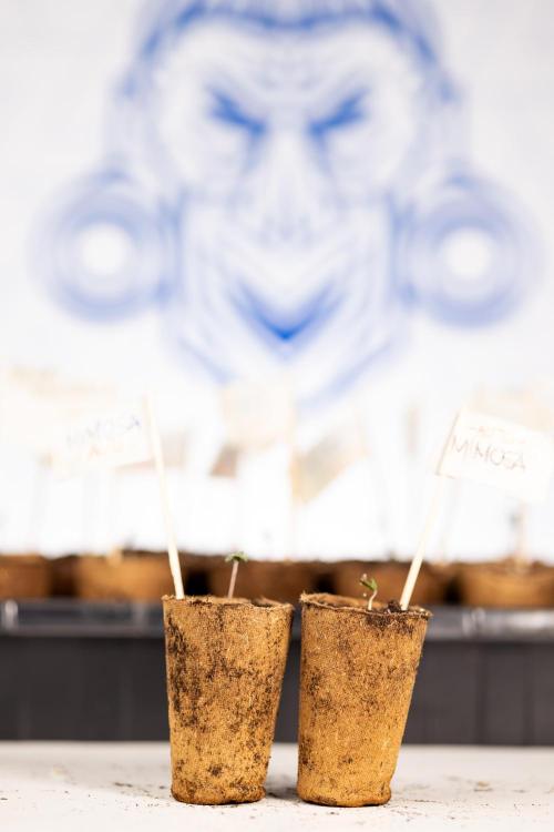 Mimosa 🌾 Auto - Zamnesia x B&B. Week 0 - Mimosa Autoflowering x2 - Germination