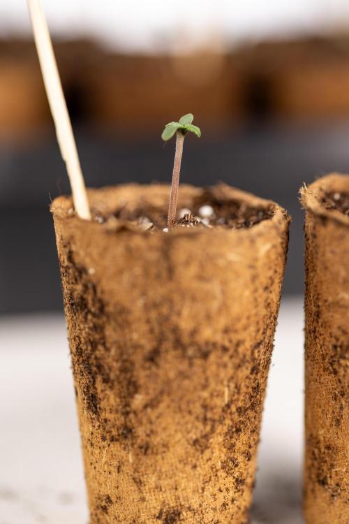 Mimosa 🌾 Auto - Zamnesia x B&B. Week 0 - Mimosa Autoflowering x2 - Germination