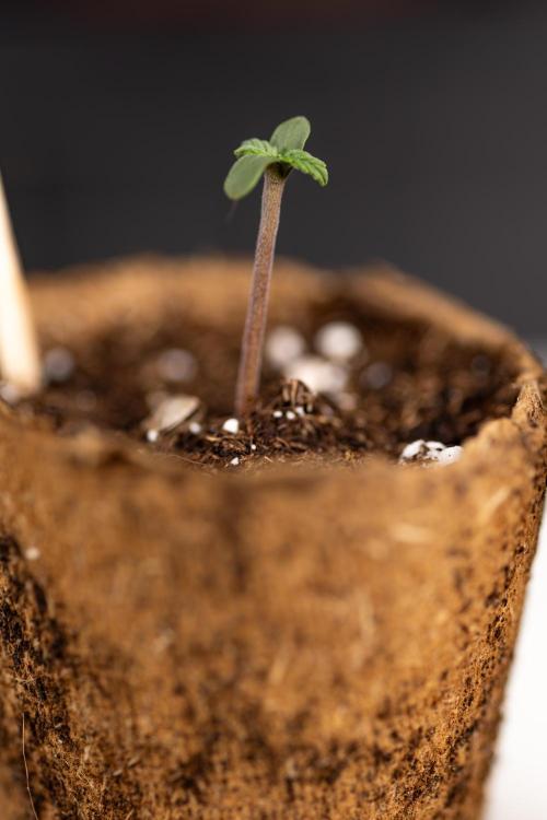 Mimosa 🌾 Auto - Zamnesia x B&B. Week 0 - Mimosa Autoflowering x2 - Germination