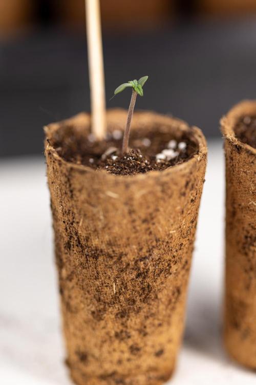 Mimosa 🌾 Auto - Zamnesia x B&B. Week 0 - Mimosa Autoflowering x2 - Germination