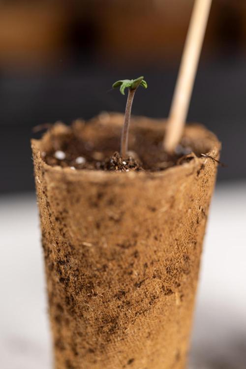 Mimosa 🌾 Auto - Zamnesia x B&B. Week 0 - Mimosa Autoflowering x2 - Germination