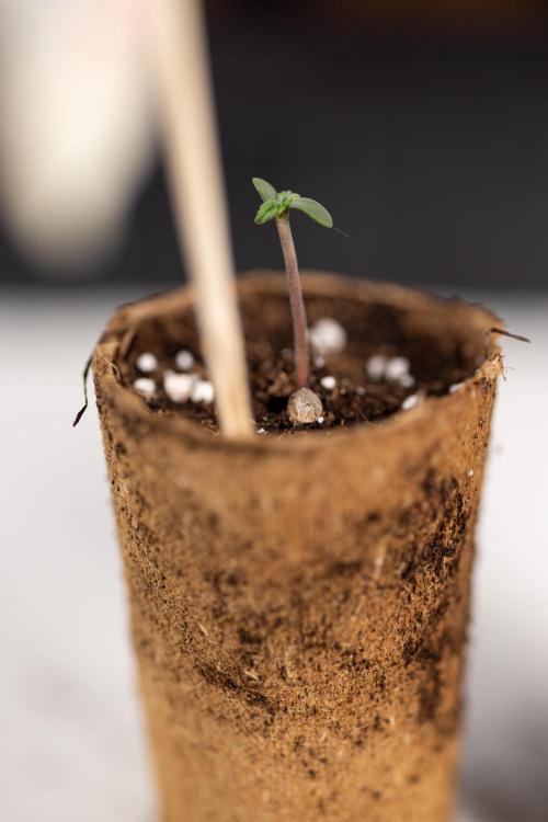 Mimosa 🌾 Auto - Zamnesia x B&B. Week 0