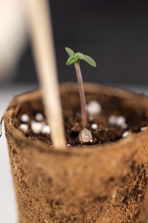 Mimosa 🌾 Auto - Zamnesia x B&B. Week 0 - Mimosa Autoflowering x2 - Germination