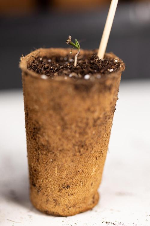 Mimosa 🌾 Auto - Zamnesia x B&B. Week 0 - Mimosa Autoflowering x2 - Germination