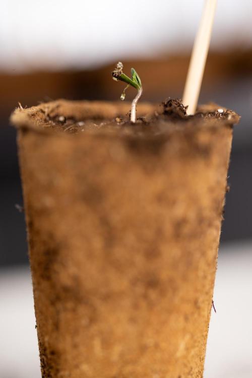 Mimosa 🌾 Auto - Zamnesia x B&B. Week 0 - Mimosa Autoflowering x2 - Germination