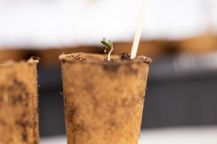 Mimosa 🌾 Auto - Zamnesia x B&B. Week 0 - Mimosa Autoflowering x2 - Germination