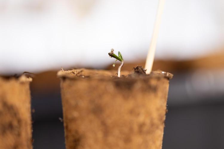 Mimosa 🌾 Auto - Zamnesia x B&B. Week 0 - Mimosa Autoflowering x2 - Germination