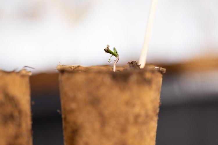 Mimosa 🌾 Auto - Zamnesia x B&B. Week 0 - Mimosa Autoflowering x2 - Germination