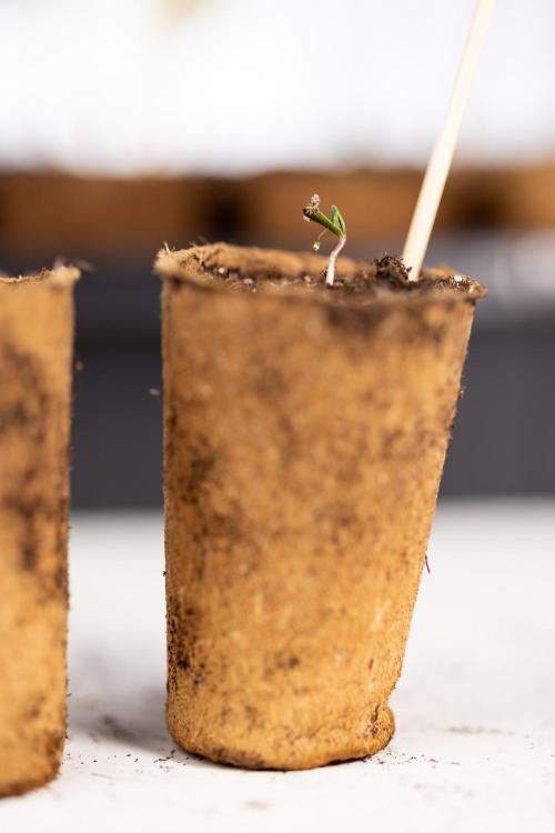 Mimosa 🌾 Auto - Zamnesia x B&B. Week 0 - Mimosa Autoflowering x2 - Germination