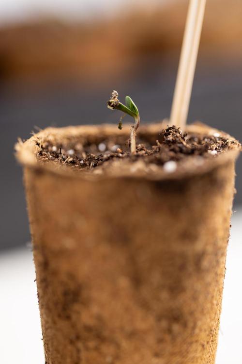 Mimosa 🌾 Auto - Zamnesia x B&B. Week 0 - Mimosa Autoflowering x2 - Germination