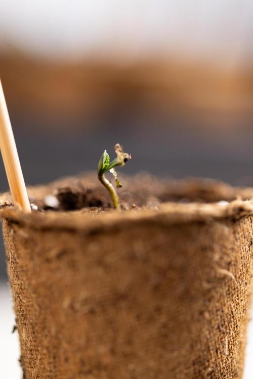 Mimosa 🌾 Auto - Zamnesia x B&B. Week 0 - Mimosa Autoflowering x2 - Germination
