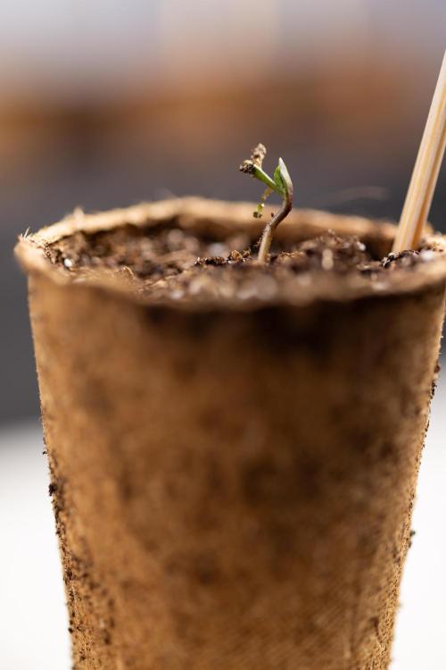 Mimosa 🌾 Auto - Zamnesia x B&B. Week 0 - Mimosa Autoflowering x2 - Germination